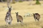 Eastern Grey Kangaroo group standing upright