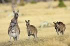Eastern Grey Kangaroo group standing upright