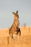 Eastern Grey Kangaroo portrait during sunset