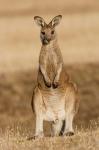 Eastern Grey Kangaroo portrait frontal