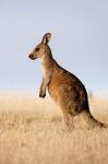 Eastern Grey Kangaroo portrait lateral view