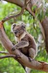 Koala wildlife in tree, Australia