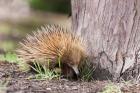 Short-beaked Echidna wildlife, Australia