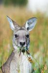 Eastern grey kangaroo eating, Australia
