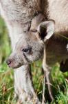 Head of Eastern grey kangaroo, Australia