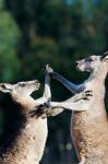 Pair of Eastern grey kangaroo, Australia