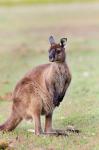 Western grey kangaroo, Australia