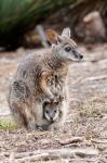 Tammar wallaby wildlife, Australia