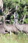 Emu wildlife, Victoria, Australia