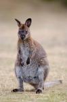 Red-necked and Bennett's Wallaby wildlife, Australia