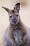 Close up of Red-necked and Bennett's Wallaby wildlife, Australia