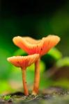 Bright Orange Mushrooms, Queensland Rainforest At Babinda, Australia