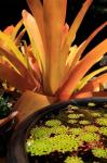 A Potted Plant, Cairns Botanic Gardens, Queensland, Australia