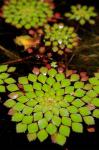 Geometric Plant, Cairns Botanic Gardens, Queensland, Australia