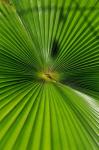 Pattern On Palm Leaf, Cairns Botanic Gardens, Queensland, Australia