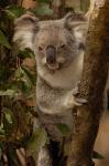 Koala bear, Lone Pine Koala Sanctuary, AUSTRALIA