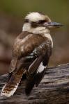 Laughing kookaburra bird, Stradbroke Island, Australia