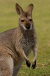Pretty-faced Wallaby wildlife, AUSTRALIA