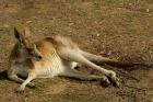 Eastern Grey Kangaroo, Queensland AUSTRALIA