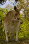 Preening Eastern Grey Kangaroo, Queensland AUSTRALIA