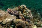 Marine Life, Octopus, coral reef, Stradbroke, Australia