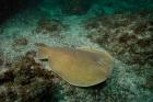 Electric Ray, Stradbroke Island, Queensland, Australia