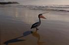 Australian pelican bird on the beach, Stradbroke Island, Australia