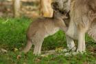 Australia, Queensland, Eastern Grey Kangaroo and joey