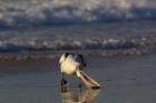 Australian pelican bird, Stradbroke Island, Australia