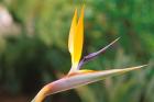 Australia, Queensland, Bird of paradise flower garden