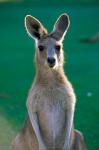 Australia, Yamba Golf Course, Eastern Grey Kangaroo