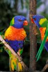 Australia, Pair of Rainbow Lorikeets bird