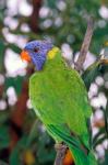 Australia, East Coast Rainbow Lorikeets bird (back view)