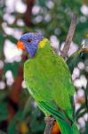 Australia, East Coast Rainbow Lorikeets bird (back view)