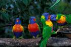 Australia, East Coast,  Lorikeets birds in a row