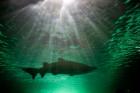 Australia, NSW, Sydney, Gray Nurse Shark tank