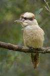 Kookaburra Bird, Tasmania, Australia