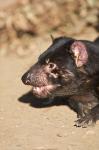 Head of Tasmanian Devil