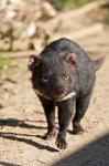 Australia, Tasmanian Devil wildlife