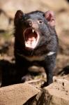 Angry Tasmanian Devil