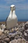 Australia, Tasmania, Bass Strait Shy albatross