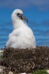 Australia, Tasmania, Bass Strait Albatross chick