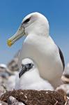 Australia, Tasmania, Bass Strait Shy albatross with chick