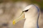 Australia, Tasmania, Bass Strait, Albatross bird head