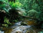 Nelson Creek, Franklin Gordon Wild Rivers National Park, Tasmania, Australia