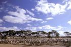 Sheep Station, Kangaroo Island, South Australia, Australia