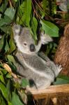 Australia, Brisbane, Fig Tree Pocket, Koala Bears