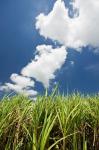 Australia, Whitsunday, Pioneer Valley, Sugar Cane