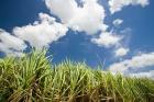 Pioneer Valley-Sugar Cane Field, , Marian, Whitsunday Coast, Queensland