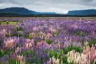 Blooming Lupine Near Town of TeAnua, South Island, New Zealand